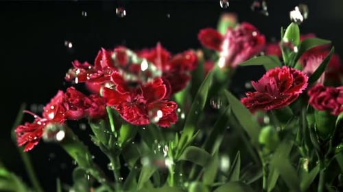 Water falling onto red carnations in slow motion