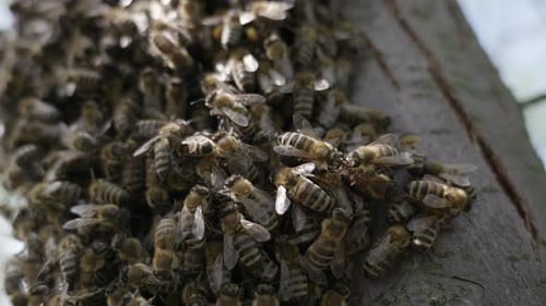 Close-up of honey bees on a tree trunk.