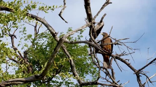Eagle in tree // Steady shot