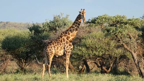 Giraffe ernährt sich von einem Dornbaum, Südafrika