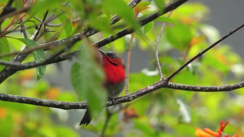 Lebendiger rotbrüstiger Vogel auf einem Ast, umgeben von üppigem Grün