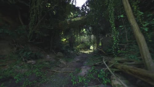 Ouverture d'un sentier envahi par la végétation entourée de racines tordues et d'épaisses pousses feuillues
