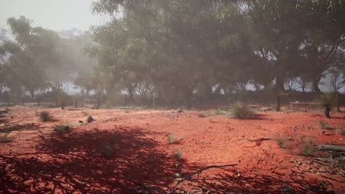 Dirt Field With Eucalyptus Grove