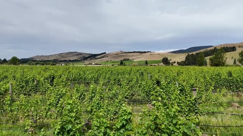 Aerial Journey Through Lush Vineyard Rows Under Expansive Cloudy Skies New Zealand
