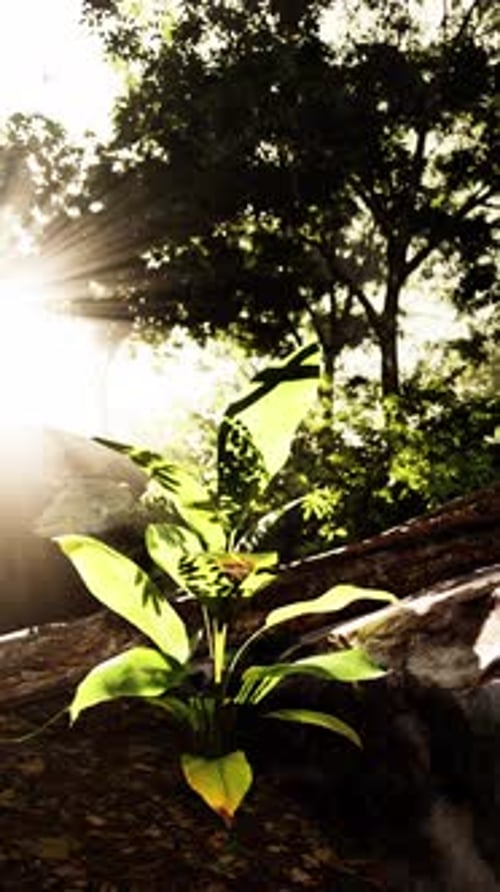 Resilient Plant Emerging From Rock