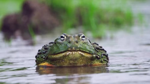 Closeup Of African Bullfrog Swimming In The Water During Mating Season.