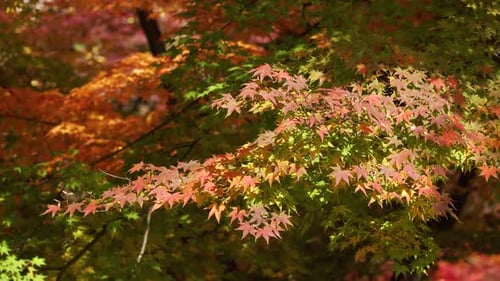 Colorful Autumn maple leaves moving with breeze in Japan