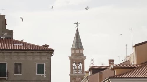 Seagulls Fly in Front of the Bell Tower