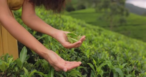 Closeup Fresh Tea Leaves in Female Hands in Front of Tea Plantation