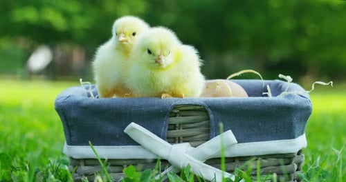 Adorable Yellow Chicks Sitting in Easter Basket