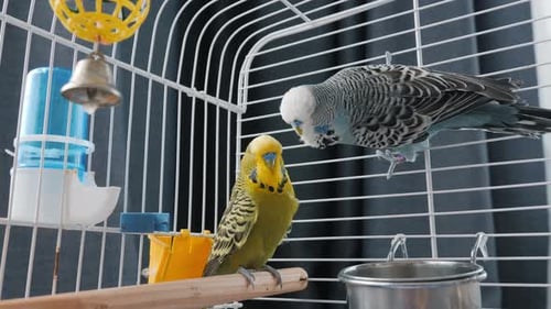 Two Budgerigars Rest Inside a White Cage One Perched on a Wooden Bar and the Other Clinging to the