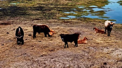 Cattle stand on a dry piece of land.