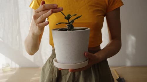 Woman in Yellow Shirt Holding White Pot with Succulent Plant Gently Touching Leaves in a Welllit