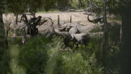 Full Frame View of an Elephant Herd Walking Gracefully Through the African Forest