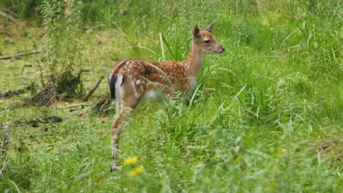 A Graceful Fawn in a Beautiful Lush Green Landscape Full of Life and Vibrancy A Charming Little Fawn
