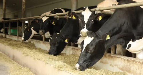 Cute cows eating hay near fence inside cowshed in dairy farm