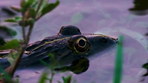 Close-up view of a green frog's yellow and black eye, depicted in vivid detail.