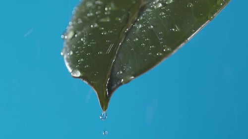 Wassertropfen tropfen vom grünen Blatt nach unten auf den blauen Hintergrund. Zeitlupe