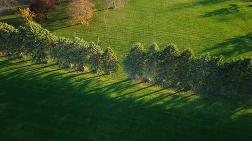 Aerial View of Evergreen Trees Casting Long Evening Shadows Across a Bright Green Field in Rural