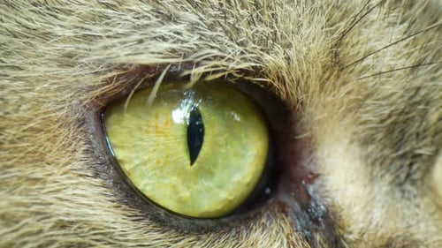 Macro video captures mesmerizing details of cat eyes
