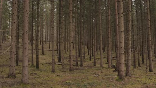 Pine Tree Trunks In The Forest. - aerial, slow motion