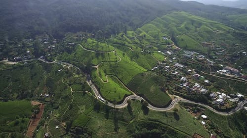 Tea Plantations and Road at Sunset Drone View