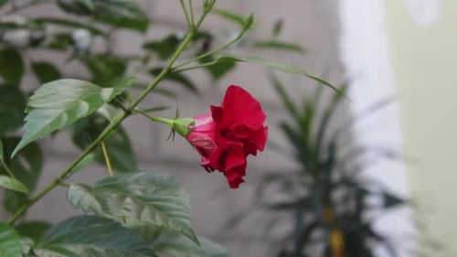 the beauty of red flowers blowing in the wind