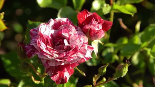 Red White Roses Bush in the Garden Rosebud Summer Flower Petals Rose in Nature Branch and Leaves