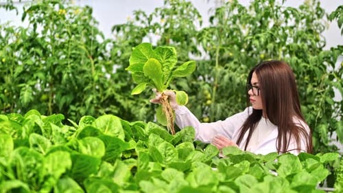 Laboratory technician in a white coat, analysing lettuce grown with the Hydroponic method in a green