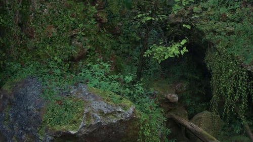 Dense Jungle Foliage Slow Pan Scenic Nature Background