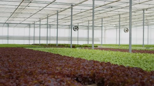 Rows of Lettuce Growing in Bright Greenhouse