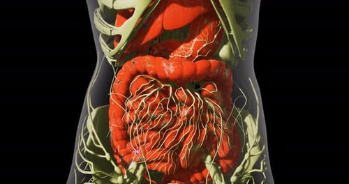 View of Human Internal Organs Highlighting the Digestive System
