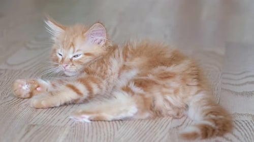 Cute Orange Tabby Kitten Relaxing Indoors
