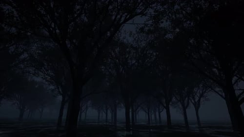 Gloomy Foggy Night Forest Nature Landscape