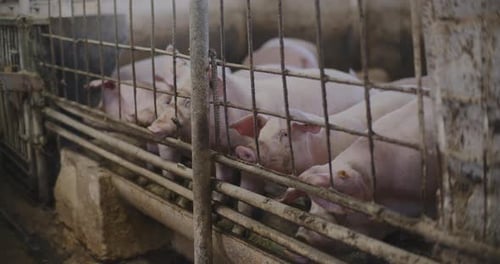 Swine Pigs Husbandry Modern Pig Farm Livestock Farm Pork Production