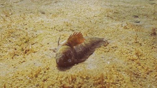 Dead Rusty Blenny, ou Black Sea Blenny, se trouve dans un point hypereutrophe produisant de nombreuses bulles de gaz.