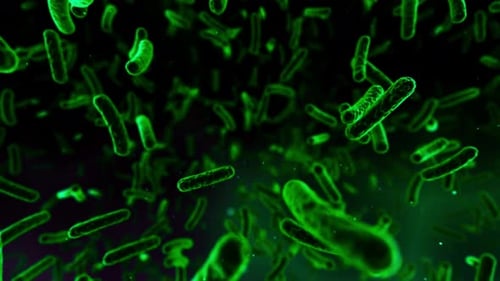 Bacteria Colony, Microbiome and Bacterium or germs inside intestines. Microbes inside human gut