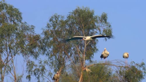 White Storks Land to roost on migration