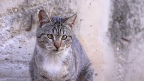 Beautiful cross-eyed cat looks around, wags its tail, licks its lips against the background of a sto