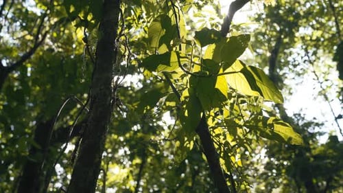 Crowns of trees with bright afternoon sun and rays in a rainforest