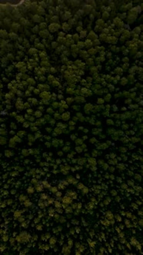 Vertikales Video Atemberaubende Walderkundung, Luftaufnahme von mystischem Grün, Filmdrohne