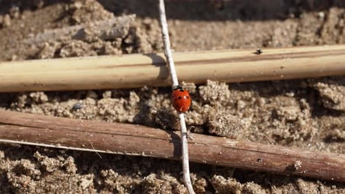 Ladybug's Sandy Ascent on a Sunlit Reed