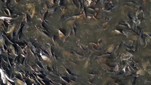 Freshwater Fishing 11