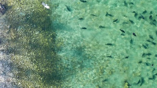 Drone View of Seals Colony Swimming in Clear Water on Baikal Lake