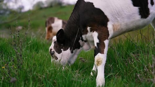 White and black cow eating green grass. Young cow grazing on a pasture in the countryside.