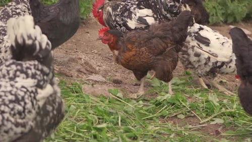 Chickens Foraging in Rural Environment
