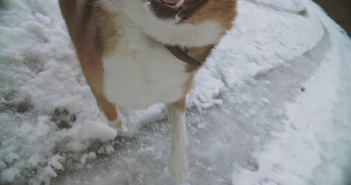 Perro rabioso y agresivo corriendo al aire libre en un bosque cubierto de nieve ante la cámara Concepto de Mad Dog Attack Fury