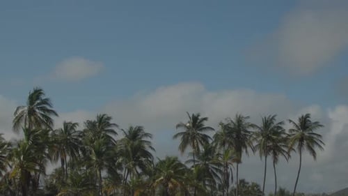 Row of palm trees at bottom with vast blue sky copy space