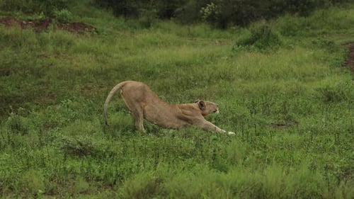 Female lion stretching in wilderness of South Africa