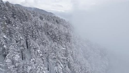 Snowcovered Forest Landscape Shrouded in Mist During Winter in Remote Mountainous Region
